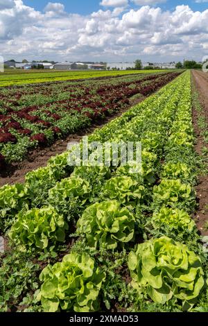 Agricoltura, lattuga coltivata in un campo, lattuga verde, Lollo Bionda e Lollo Rossa, in lunghe file di piante, Renania settentrionale-Vestfalia, Germania Foto Stock