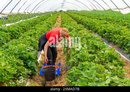 Raccolta di fragole, aiuto alla raccolta, coltivazione di fragole in campo aperto, sotto un tunnel di lamina, giovani piante di fragole che crescono, in Foto Stock