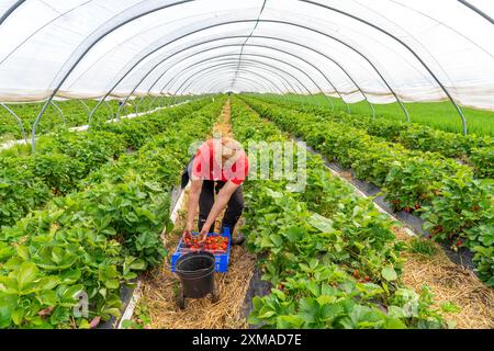 Raccolta di fragole, aiuto alla raccolta, coltivazione di fragole in campo aperto, sotto un tunnel di lamina, giovani piante di fragole che crescono, in Foto Stock