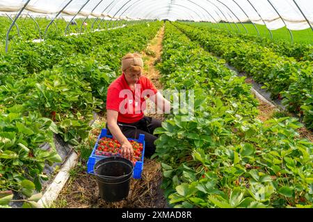 Raccolta di fragole, aiuto alla raccolta, coltivazione di fragole in campo aperto, sotto un tunnel di lamina, giovani piante di fragole che crescono, in Foto Stock