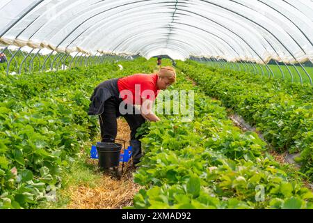 Raccolta di fragole, aiuto alla raccolta, coltivazione di fragole in campo aperto, sotto un tunnel di lamina, giovani piante di fragole che crescono, in Foto Stock