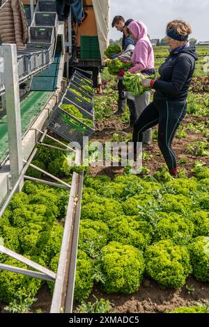 La raccolta della lattuga Lollo bianco, gli operai della raccolta tagliano le teste di lattuga, le puliscono e le mettono in scatole, vengono lavate nel rimorchio e. Foto Stock