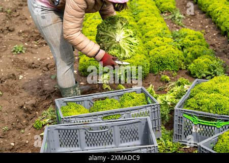 La raccolta della lattuga Lollo bianco, gli operai della raccolta tagliano le teste di lattuga, le puliscono e le mettono in scatole, vengono lavate nel rimorchio e. Foto Stock