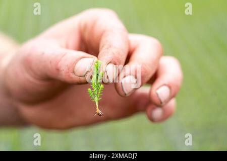 Vivaio da giardino, talee, erica, piante di erica scopa, Calluna vulgaris, nella casa di propagazione, qui le piante crescono ad alta umidità per svilupparsi Foto Stock