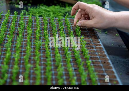 Vivaio da giardino, talee, erica, erica scopa, Calluna vulgaris sono piantati a mano in piccole pentole, vassoi, per consentire loro di crescere di fronte a loro Foto Stock