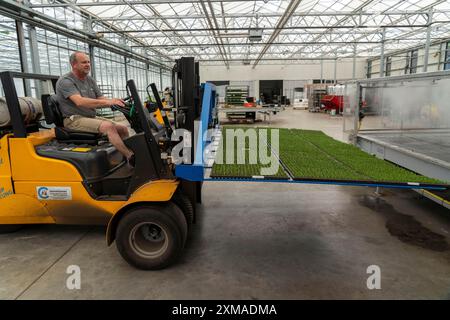 Vivaio da giardino, talee, erica, erica scopa, Calluna vulgaris sono piantati a mano in piccole pentole, vassoi, per consentire loro di crescere di fronte a loro Foto Stock