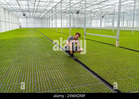 Vivaio da giardino, talee, erica, piante di erica scopa, Calluna vulgaris, nella casa di propagazione, qui le piante crescono ad alta umidità per svilupparsi Foto Stock