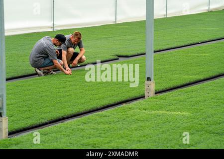 Vivaio orticolo, talee, piante di lavanda, Lavandula angustifolia, nella casa di propagazione, qui le piante crescono ad alta umidità per svilupparsi Foto Stock