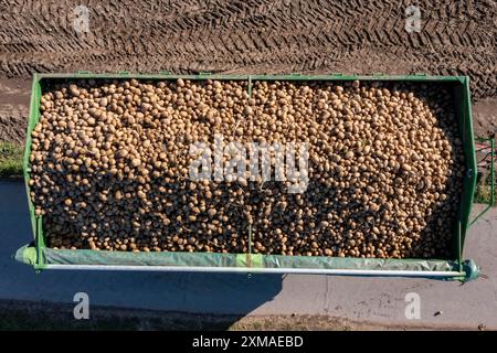 La raccolta delle patate, il cosiddetto metodo di raccolta frazionata, prima i tuberi vengono prelevati dal terreno con una piantatrice a file, quindi dopo una breve essiccazione Foto Stock