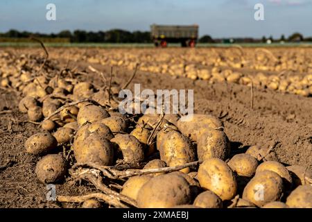 Raccolta delle patate, varietà melodie, cosiddetto metodo di raccolta frazionata, prima i tuberi vengono prelevati dal terreno con una piantatrice a file, quindi dopo un Foto Stock