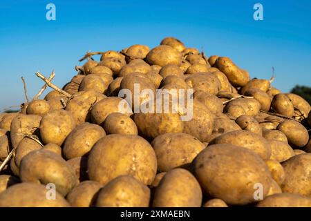 Raccolta delle patate, varietà melodie, cosiddetto metodo di raccolta frazionata, prima i tuberi vengono prelevati dal terreno con una piantatrice a file, quindi dopo un Foto Stock