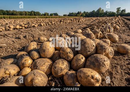 Raccolta delle patate, varietà melodie, cosiddetto metodo di raccolta frazionata, prima i tuberi vengono prelevati dal terreno con una piantatrice a file, quindi dopo un Foto Stock