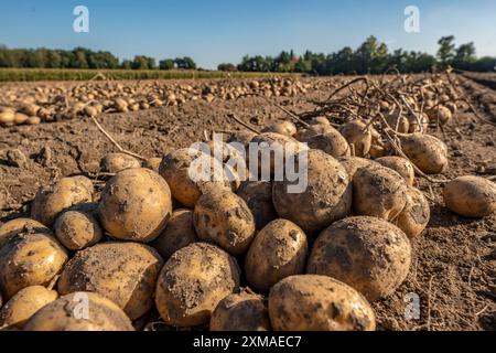 Raccolta delle patate, varietà melodie, cosiddetto metodo di raccolta frazionata, prima i tuberi vengono prelevati dal terreno con una piantatrice a file, quindi dopo un Foto Stock