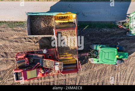 La raccolta delle patate, il cosiddetto metodo di raccolta frazionata, prima i tuberi vengono prelevati dal terreno con una piantatrice a file, quindi dopo una breve essiccazione Foto Stock