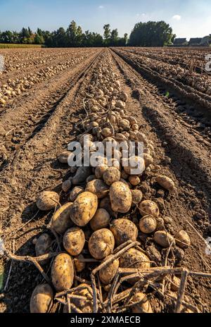 Raccolta delle patate, varietà melodie, cosiddetto metodo di raccolta frazionata, prima i tuberi vengono prelevati dal terreno con una piantatrice a file, quindi dopo un Foto Stock