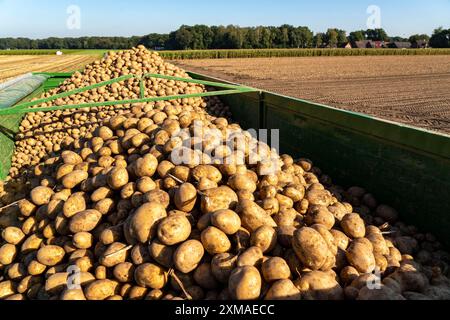 Raccolta delle patate, varietà melodie, cosiddetto metodo di raccolta frazionata, prima i tuberi vengono prelevati dal terreno con una piantatrice a file, quindi dopo un Foto Stock