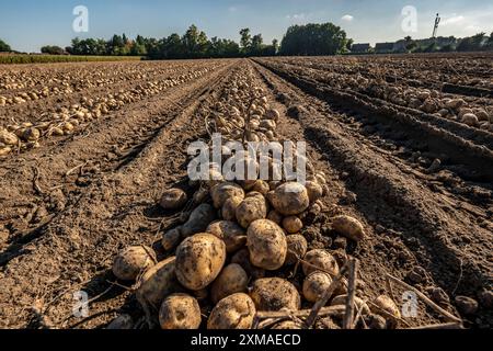 Raccolta delle patate, varietà melodie, cosiddetto metodo di raccolta frazionata, prima i tuberi vengono prelevati dal terreno con una piantatrice a file, quindi dopo un Foto Stock