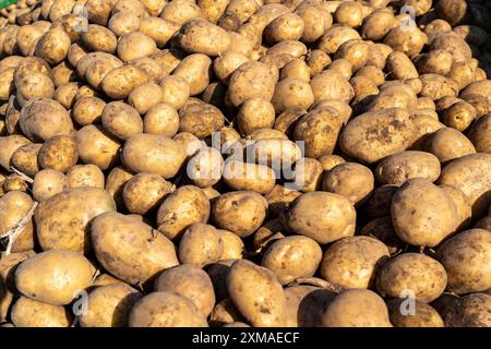 Raccolta delle patate, varietà melodie, cosiddetto metodo di raccolta frazionata, prima i tuberi vengono prelevati dal terreno con una piantatrice a file, quindi dopo un Foto Stock