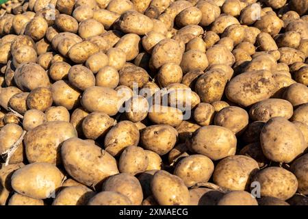 Raccolta delle patate, varietà melodie, cosiddetto metodo di raccolta frazionata, prima i tuberi vengono prelevati dal terreno con una piantatrice a file, quindi dopo un Foto Stock