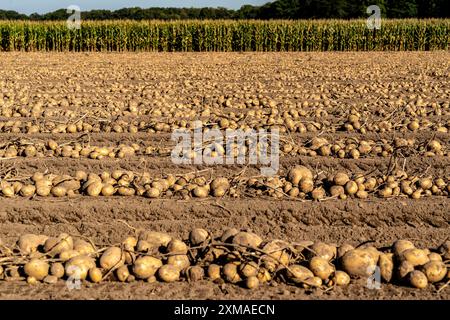 Raccolta delle patate, varietà melodie, cosiddetto metodo di raccolta frazionata, prima i tuberi vengono prelevati dal terreno con una piantatrice a file, quindi dopo un Foto Stock