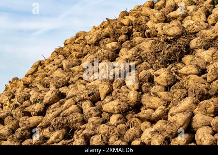 L'agricoltura, le barbabietole da zucchero vengono impilate ai margini del campo dopo la raccolta, il mucchio di barbabietole, il deposito intermedio davanti al trasporto allo zucchero Foto Stock