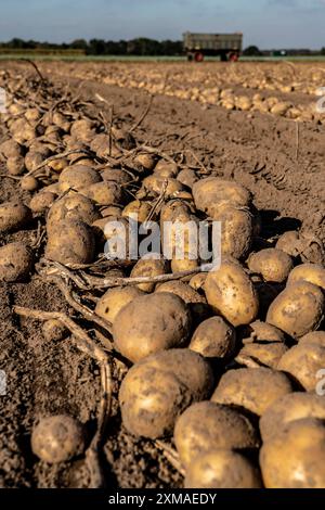 Raccolta delle patate, varietà melodie, cosiddetto metodo di raccolta frazionata, prima i tuberi vengono prelevati dal terreno con una piantatrice a file, quindi dopo un Foto Stock