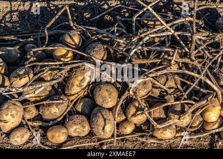 Raccolta delle patate, varietà melodie, cosiddetto metodo di raccolta frazionata, prima i tuberi vengono prelevati dal terreno con una piantatrice a file, quindi dopo un Foto Stock