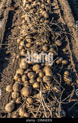 Raccolta delle patate, varietà melodie, cosiddetto metodo di raccolta frazionata, prima i tuberi vengono prelevati dal terreno con una piantatrice a file, quindi dopo un Foto Stock