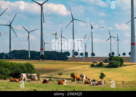 Parco eolico vicino alla città di Energiestadt Lichtenau nella Westfalia orientale, mucche su un pascolo, oltre 80 turbine eoliche su questa collina, in totale CE ne sono altre Foto Stock