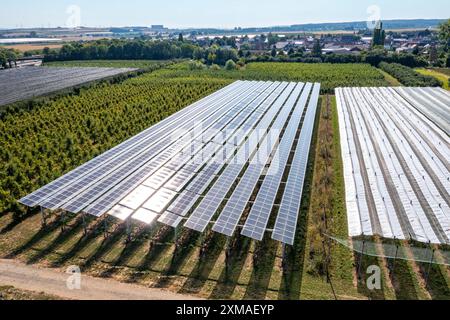 Un impianto di prova agrofotovoltaico, un meleto con due diversi sistemi di moduli fotovoltaici, è stato coperto per oltre 3000 metri quadrati, con pioggia e luce solare Foto Stock