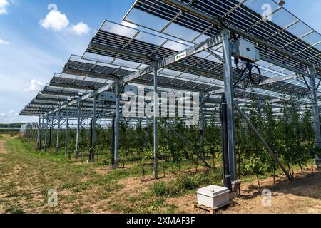 Un impianto di prova agrofotovoltaico, un meleto con due diversi sistemi di moduli fotovoltaici, è stato coperto per oltre 3000 metri quadrati, con pioggia e luce solare Foto Stock