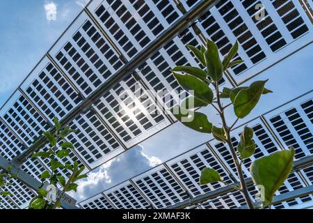 Un impianto di prova agrofotovoltaico, un meleto con due diversi sistemi di moduli fotovoltaici, è stato coperto per oltre 3000 metri quadrati, con pioggia e luce solare Foto Stock