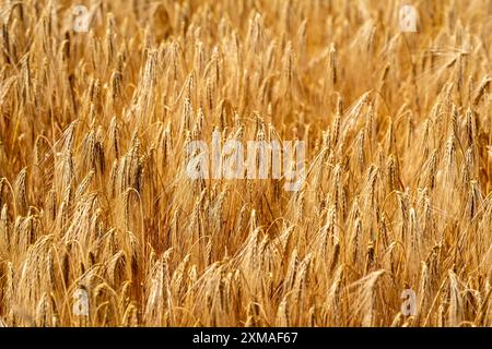 Campo di grano, pronto per il raccolto, orzo, orecchie Foto Stock