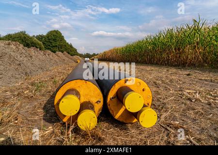 Posa di tubi di teleriscaldamento, accanto a un campo, con mais, il teleriscaldamento proviene da un impianto di biogas e viene alimentato direttamente nelle abitazioni domestiche Foto Stock