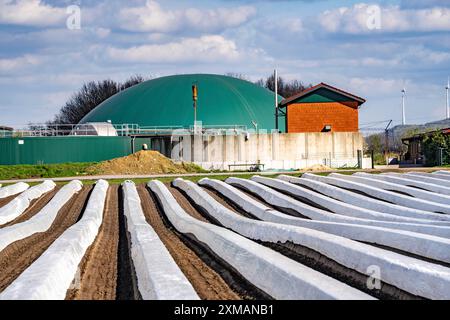 I campi di asparagi, gli asparagi sono ricoperti di stagnola, per una crescita più rapida, la pianta di biogas in una fattoria, vicino a Kirchhellen, distretto di Bottrop, nord Foto Stock