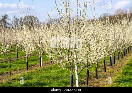 Fattoria di frutta vicino a Bottrop-Kirchhellen, meli in fiore, Renania settentrionale-Vestfalia, Germania Foto Stock