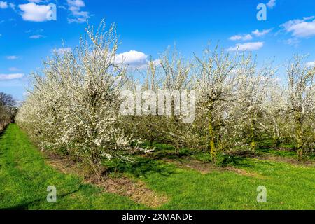 Fattoria di frutta vicino a Bottrop-Kirchhellen, meli in fiore, Renania settentrionale-Vestfalia, Germania Foto Stock