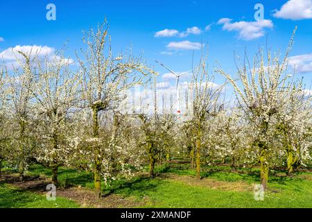 Fattoria di frutta vicino a Bottrop-Kirchhellen, meli in fiore, Renania settentrionale-Vestfalia, Germania Foto Stock