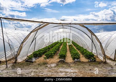 L'agricoltura, vaste aree con tunnel di alluminio, per la coltivazione di fragole, parco eolico, a sud di Loevenich, appartiene a Erkelenz, nel distretto Foto Stock