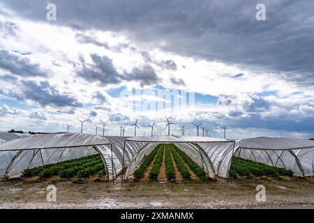 L'agricoltura, vaste aree con tunnel di alluminio, per la coltivazione di fragole, parco eolico, a sud di Loevenich, appartiene a Erkelenz, nel distretto Foto Stock