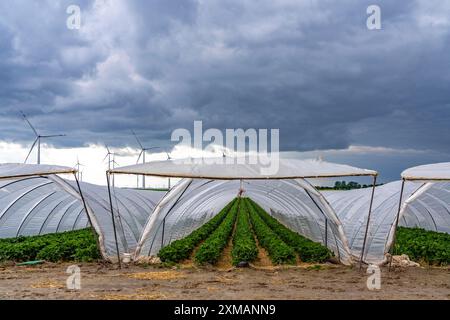 L'agricoltura, vaste aree con tunnel di alluminio, per la coltivazione di fragole, parco eolico, a sud di Loevenich, appartiene a Erkelenz, nel distretto Foto Stock