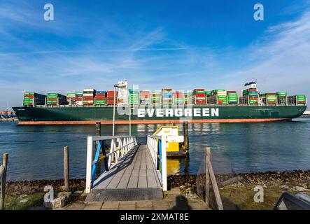 I rimorchiatori del porto portano il cargo container Ever Globe al suo ormeggio presso Hutchison Ports ECT Euromax, presso Yangtzekanaal su Maasvlakte 2, Rotterdam Foto Stock