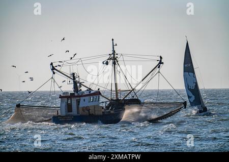 Taglia gamberi SCH-10 Drie Gebroeders, al largo della costa di Scheveningen, l'Aia, con reti spalmabili, barca a vela, Paesi Bassi Foto Stock