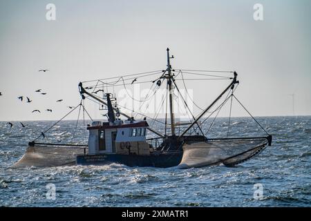 Taglia gamberi SCH-10 Drie Gebroeders, al largo della costa di Scheveningen, l'Aia, con reti spalmabili, barca a vela, Paesi Bassi Foto Stock