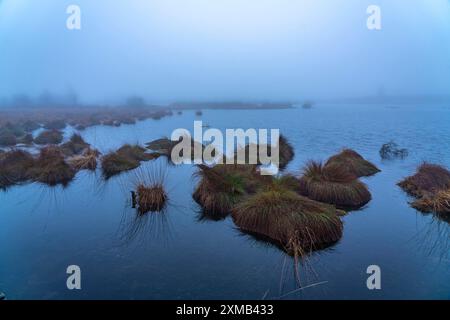 Parco naturale High Fens, nella regione di confine tedesco-belga vicino a Eupen, inverno, nebbia, sentieri di legno a sud della N67, vicino a Ternell Foto Stock