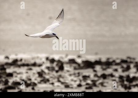 Un Tern che vola contro il vento su una costa rocciosa con la bassa marea Foto Stock