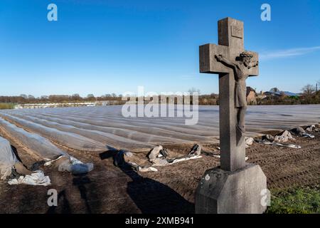 Agricoltura sul basso Reno, inizio stagione, coltivazione di asparagi in primavera, sotto tegole plastiche, tunnel di lamina, campo di asparagi, paesaggio sottostante Foto Stock