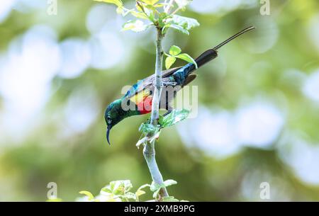 Il bellissimo Sunbird maschile si guadagna il suo nome con un'incredibile esposizione di colori iridescenti durante la stagione riproduttiva. La femmina è marrone Foto Stock