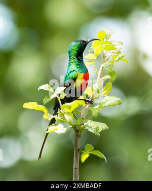 Il bellissimo Sunbird maschile si guadagna il suo nome con un'incredibile esposizione di colori iridescenti durante la stagione riproduttiva. La femmina è marrone Foto Stock