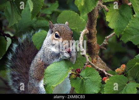 Uno scoiattolo grigio si siede in un albero a mangiare una bacca rossa Foto Stock